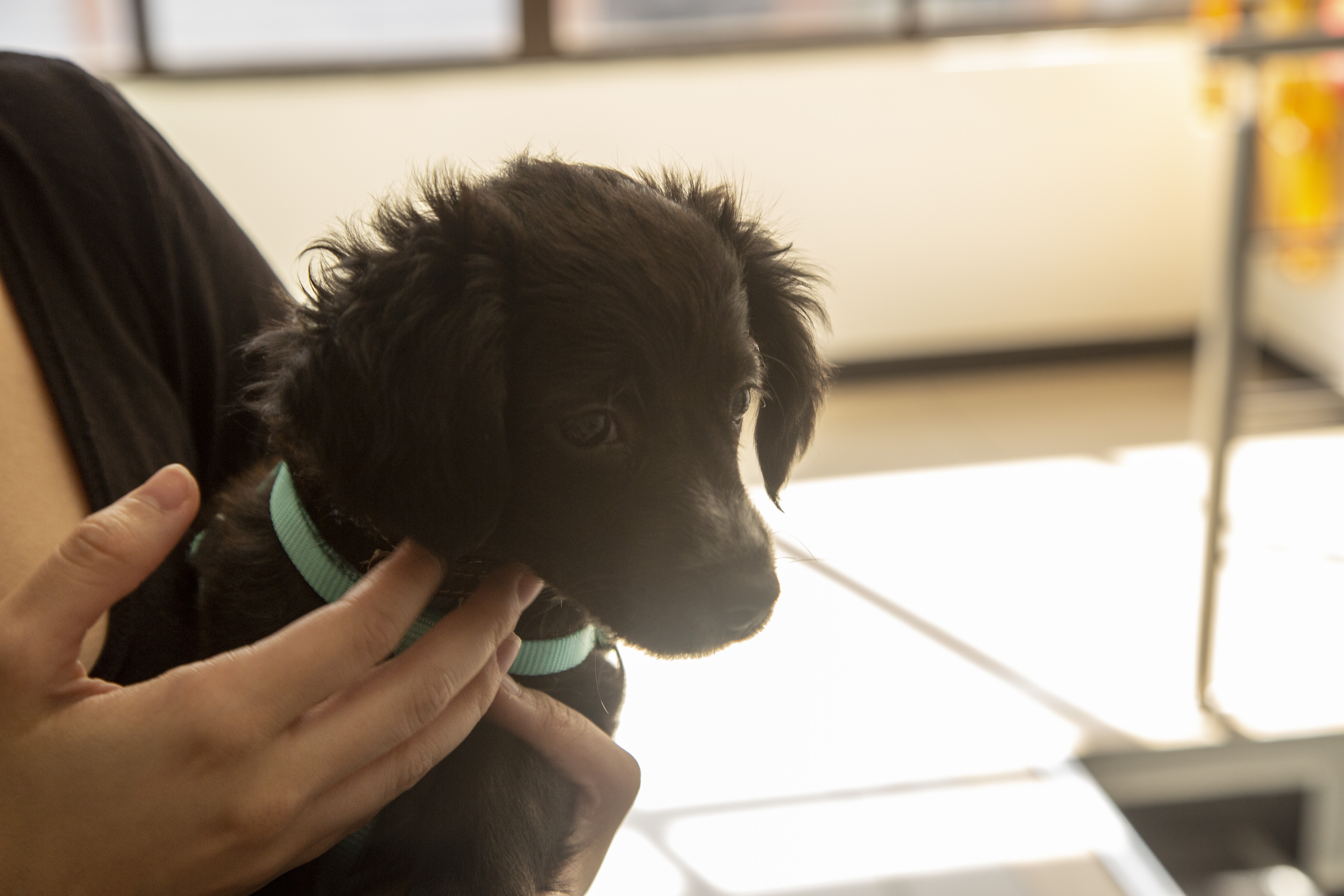 Tokio, la mascota que tiene encantado a todo Pragma